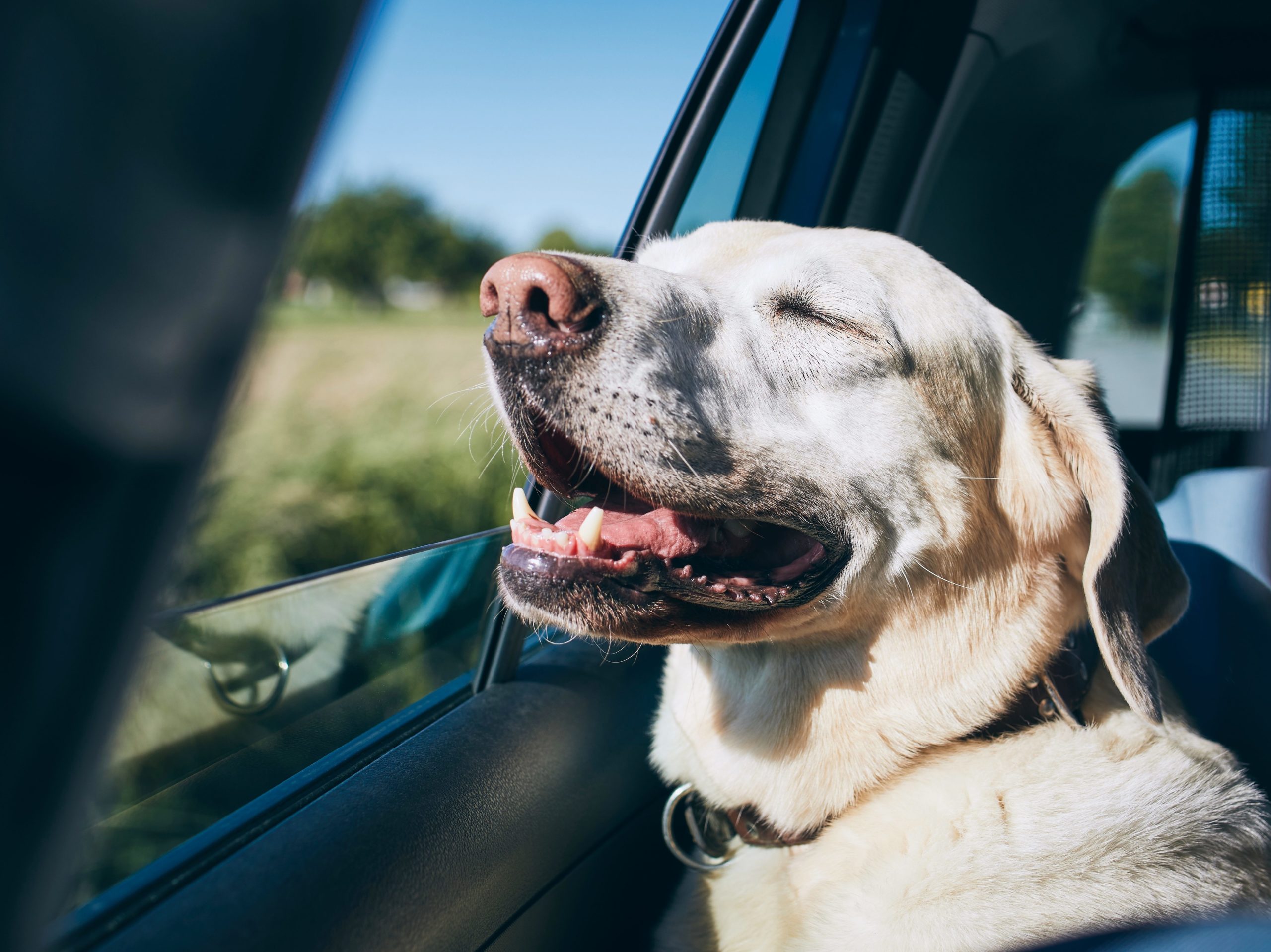 labrador retriever enjoying some fresh air in the car to help prevent car sickness car sick