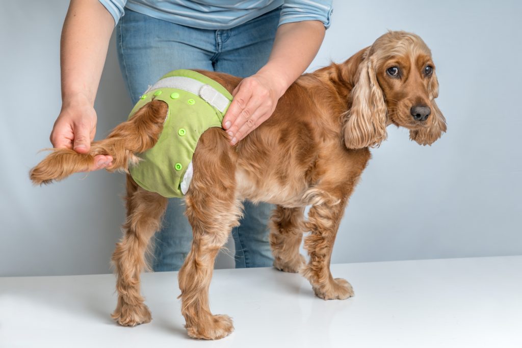 cocker spaniel wearing a doggy diaper or pants