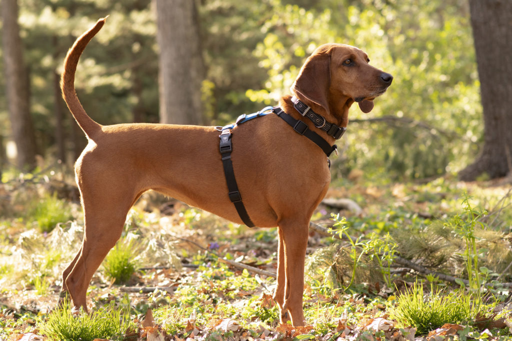 Shelby the redbone coonhound of rebarkable helping me get an honest review of the blue-9 balance harness for dogs pictures against a verdent background