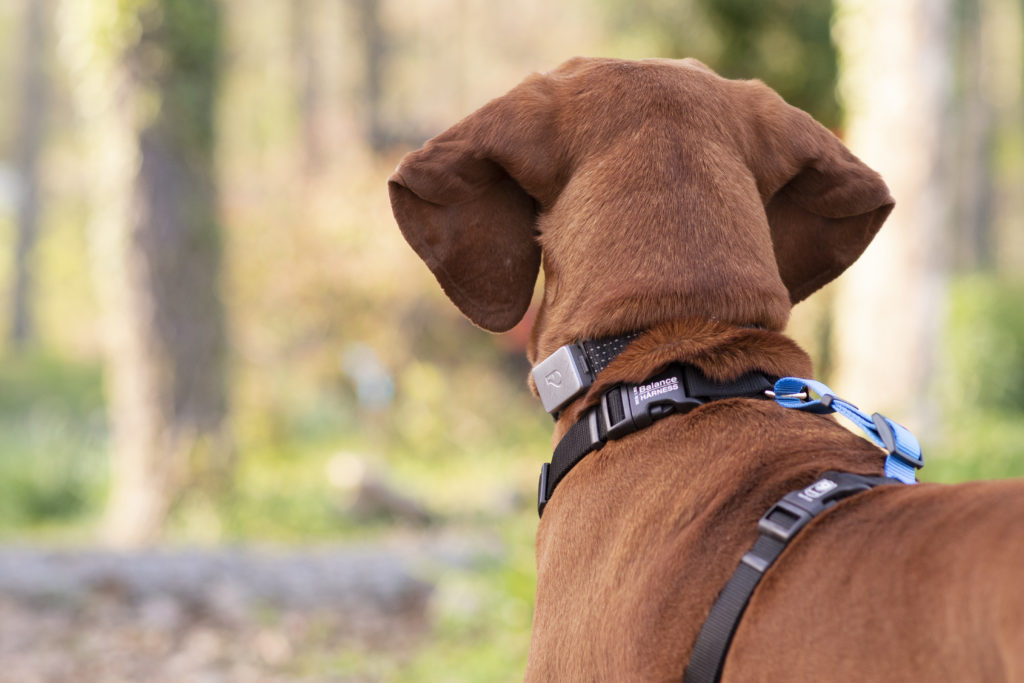 Shelby the redbone coonhound pictured wearing the blue-9 harness which we're reviewing, and the whistle switch collar