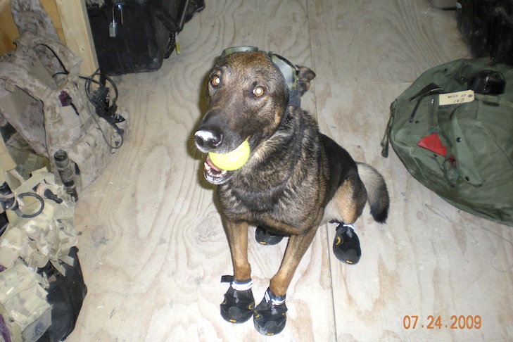 CAIRO the belgian malinois who helped take down Bin Laden in 2011