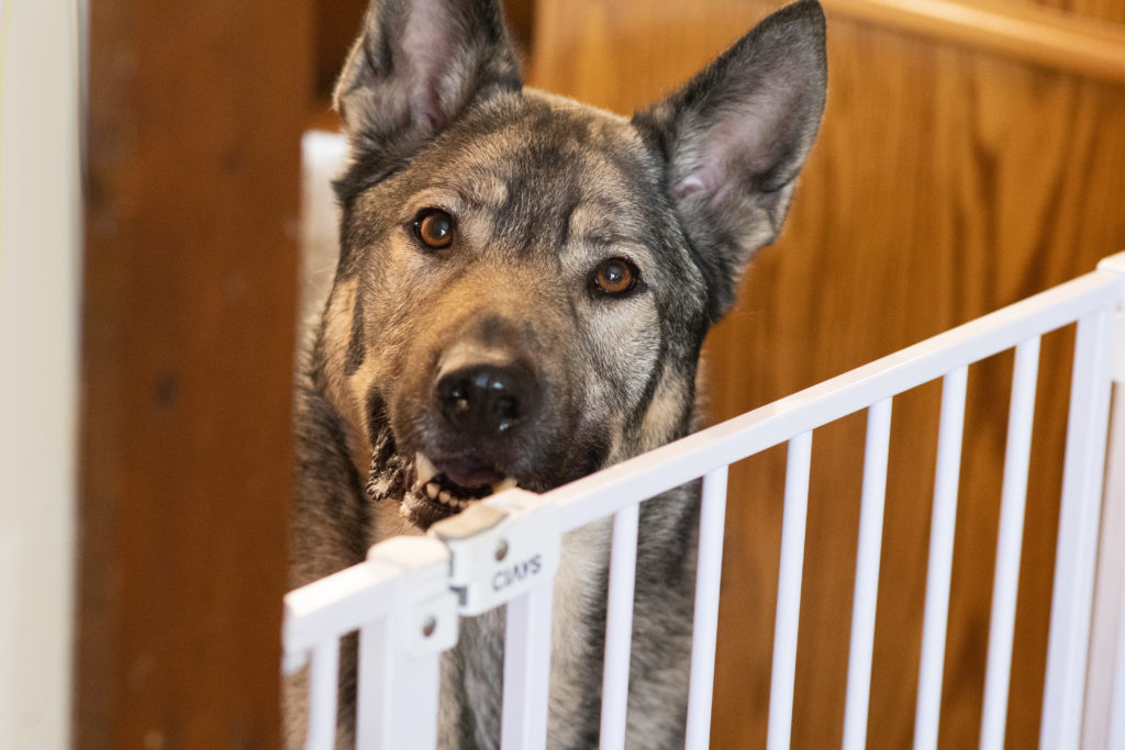 CIAYS pet gate shown in doorway with german shepherd Indie from rebarkable behind it