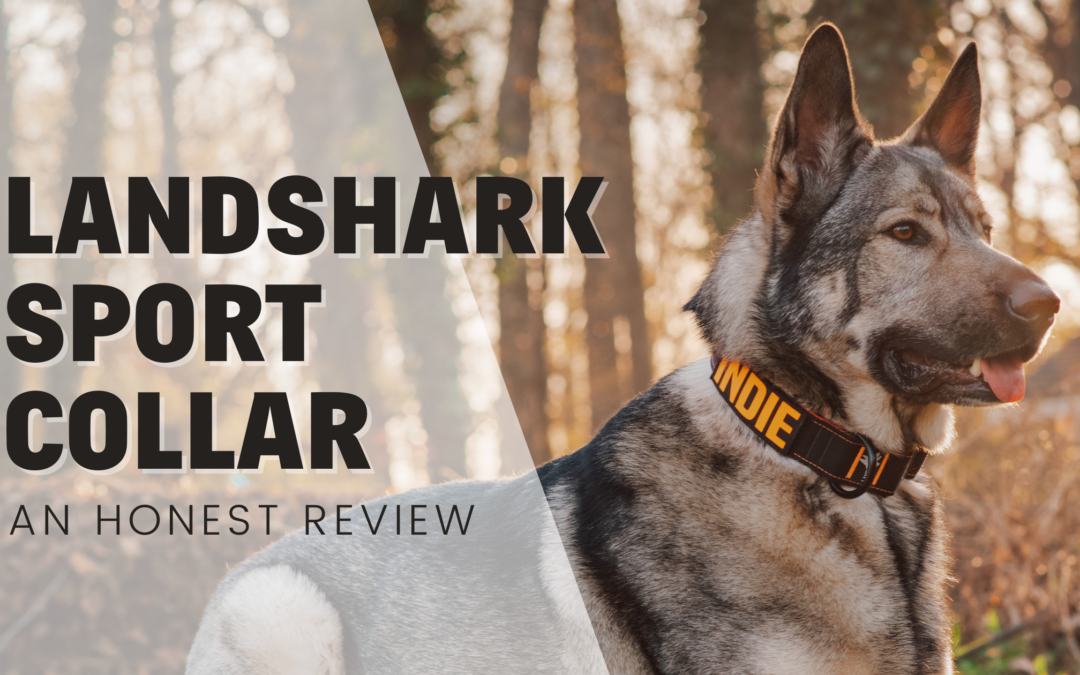 Landshark Sport Dog Collar 1.5″ – An Honest Review