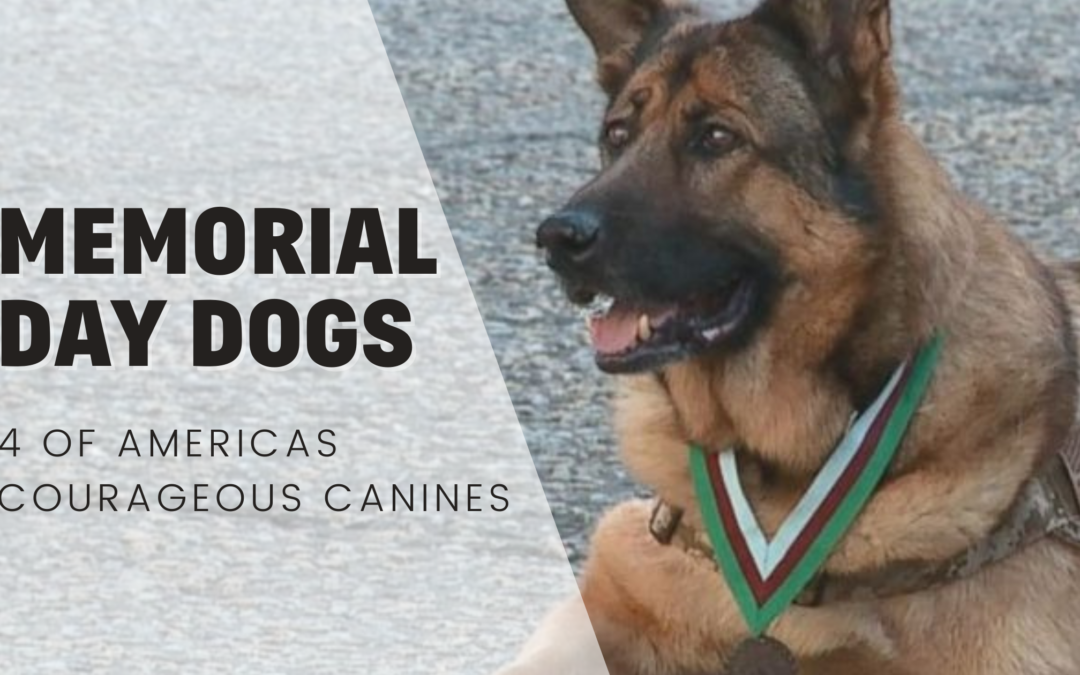 Memorial Day Dogs – America’s Courageous Canines