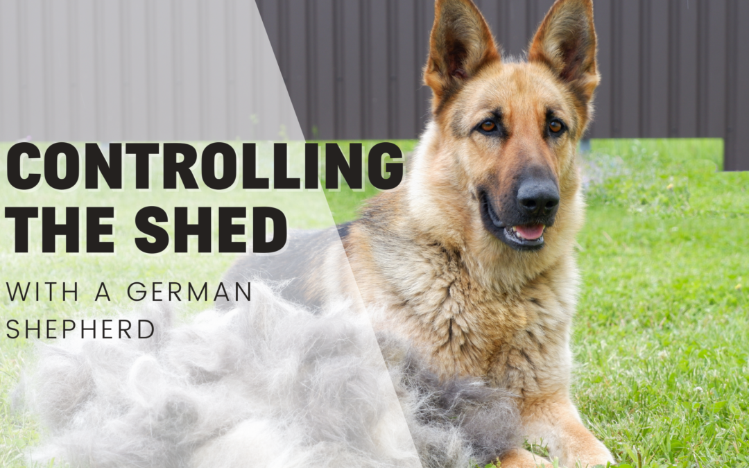 Containing The Shed With German Shepherd