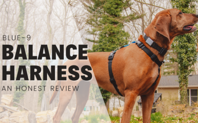 Blue-9 Balance Harness – An Honest Review