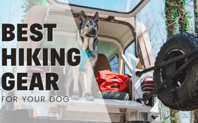 Best Hiking Gear For Dogs 2024 – Tried & Tested!