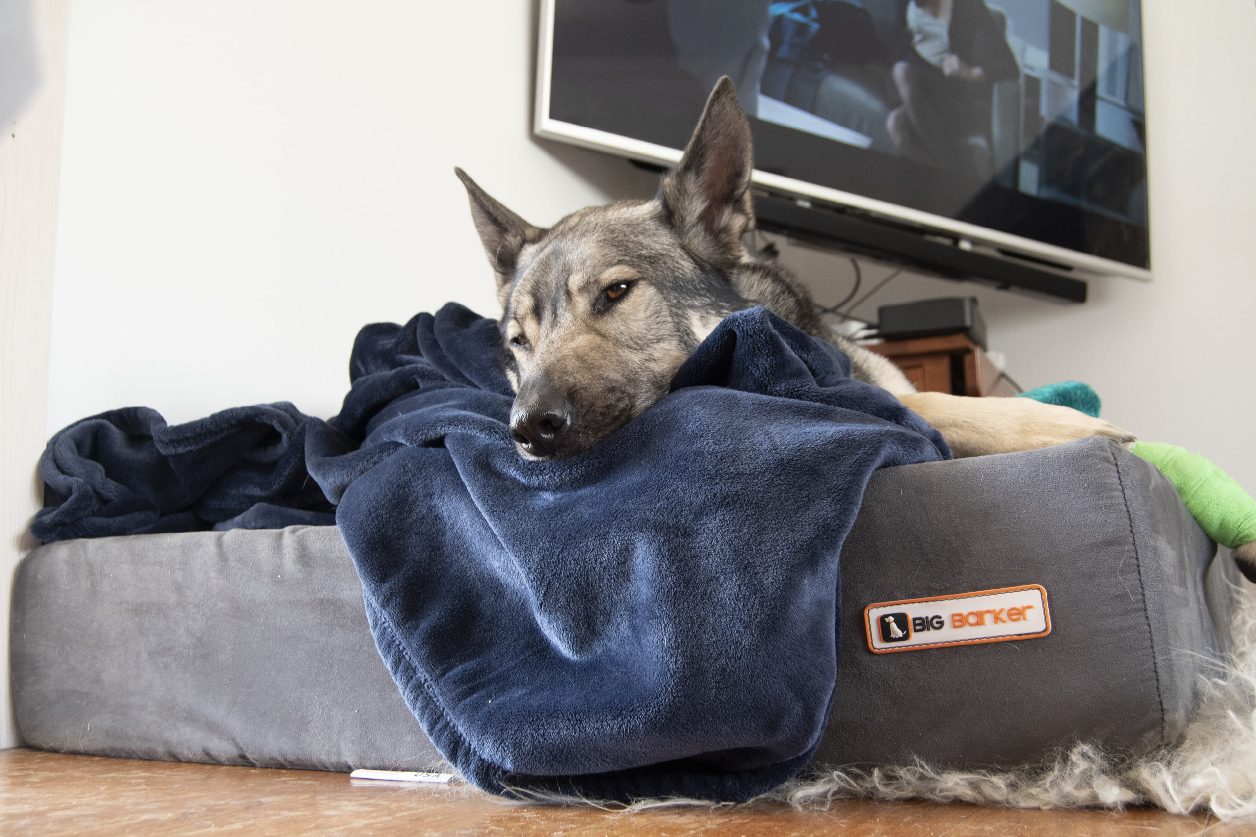 Big Barker dog bed