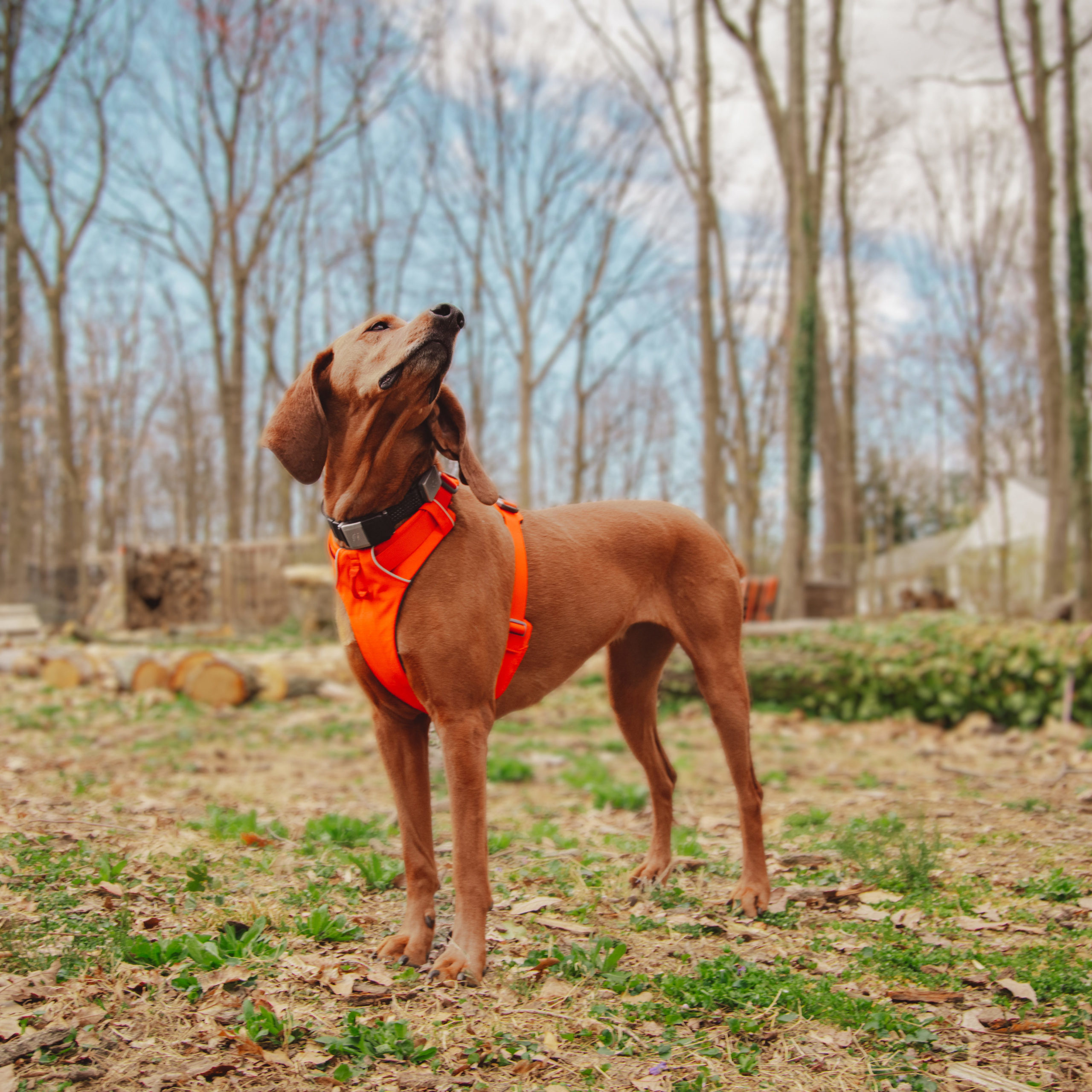 Ruffwear Front Range