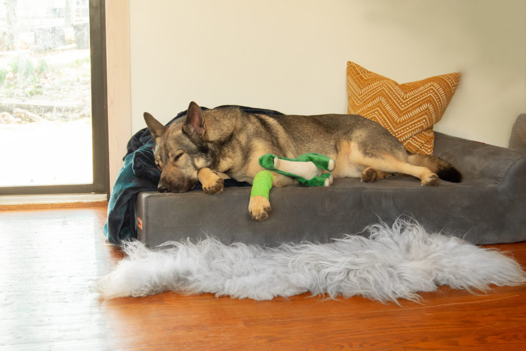Indie the german shepherd and his dinosaur sleeping on a Big Barker Bed