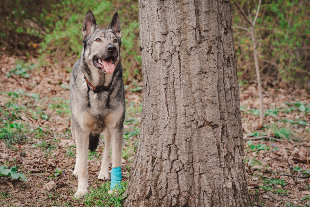indie in the landshark sport 1.5 inch collar