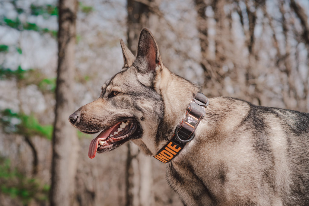 indie in the landshark sport 1.5 inch collar