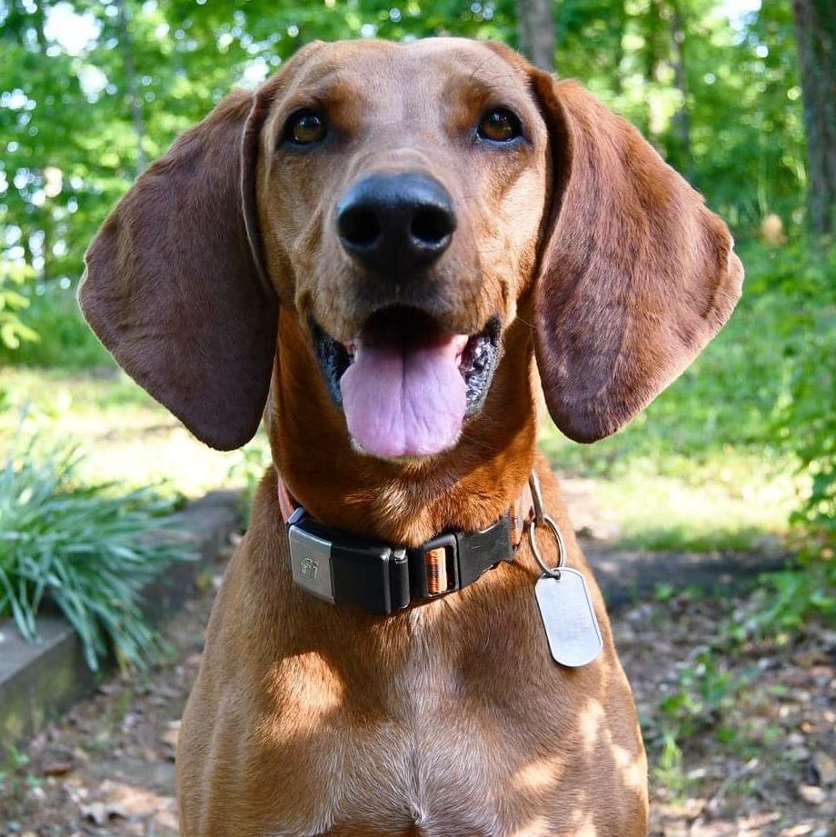 Shelby The Redbone Coonhound wearing her fi series 2 collar
