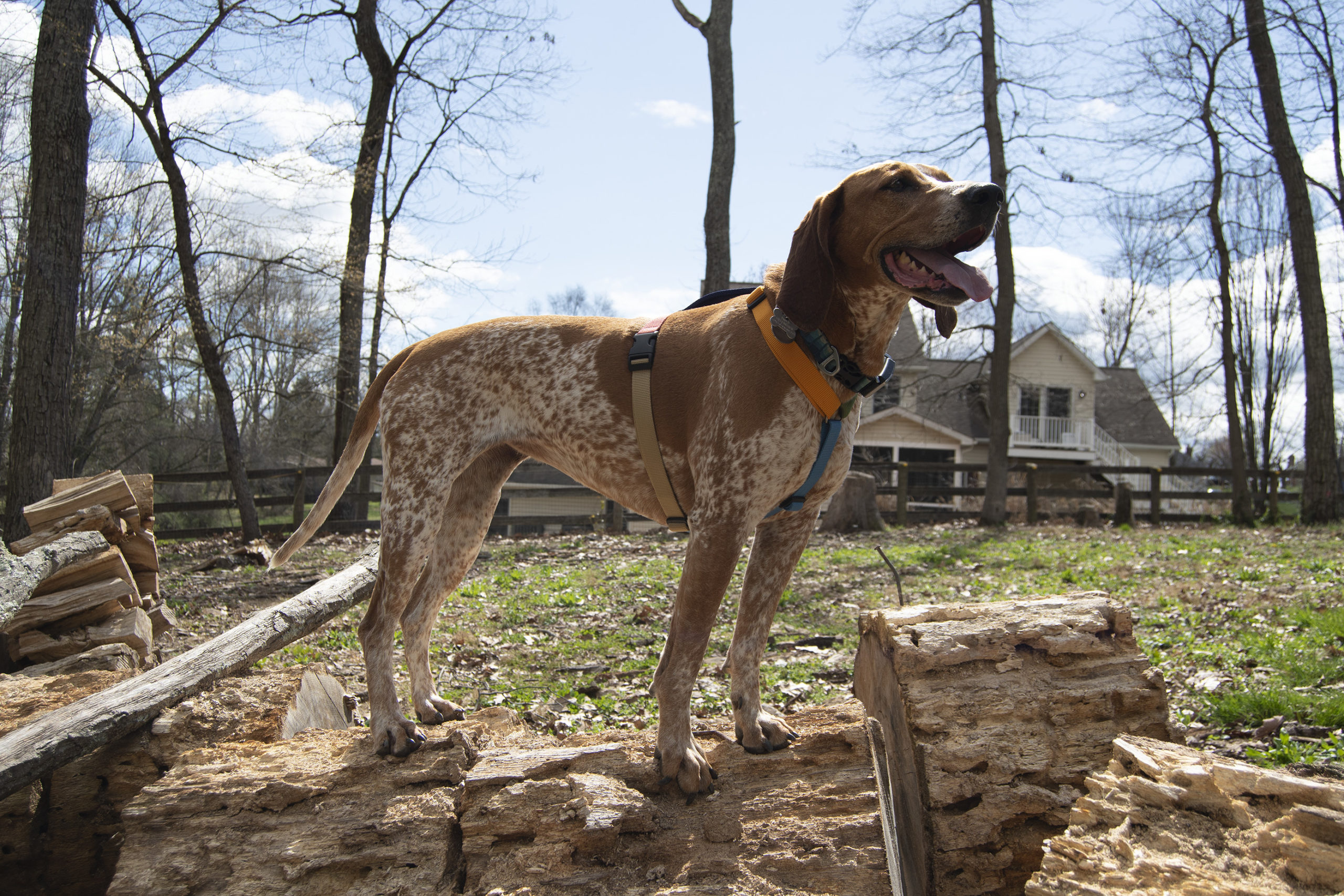 Haqihana Multicolour
