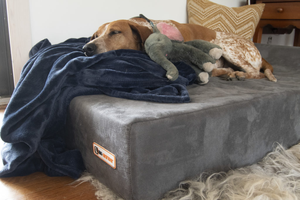 Lucy sleeping on the big barker bed