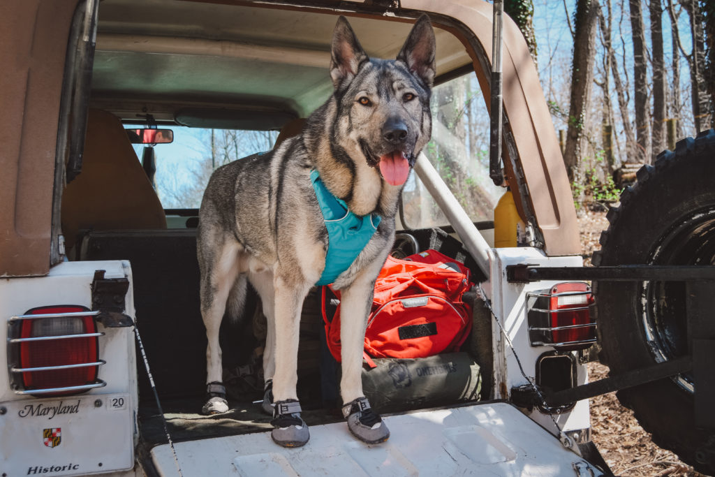 Indie ready for our hike together, wearing the ruffwear flagline harness