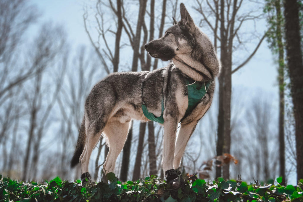 Indie in the ruffwear flagline harness