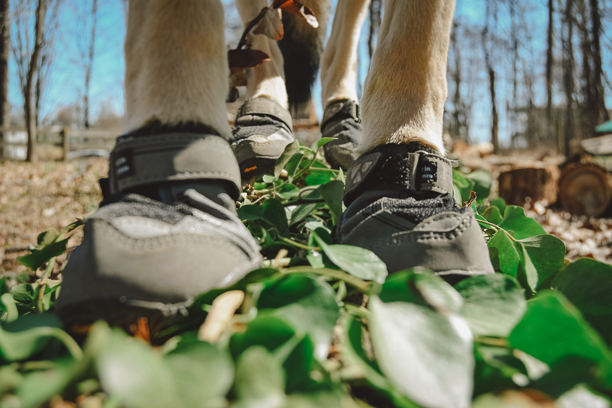 Ruffwear Grip Trex Dog Boots