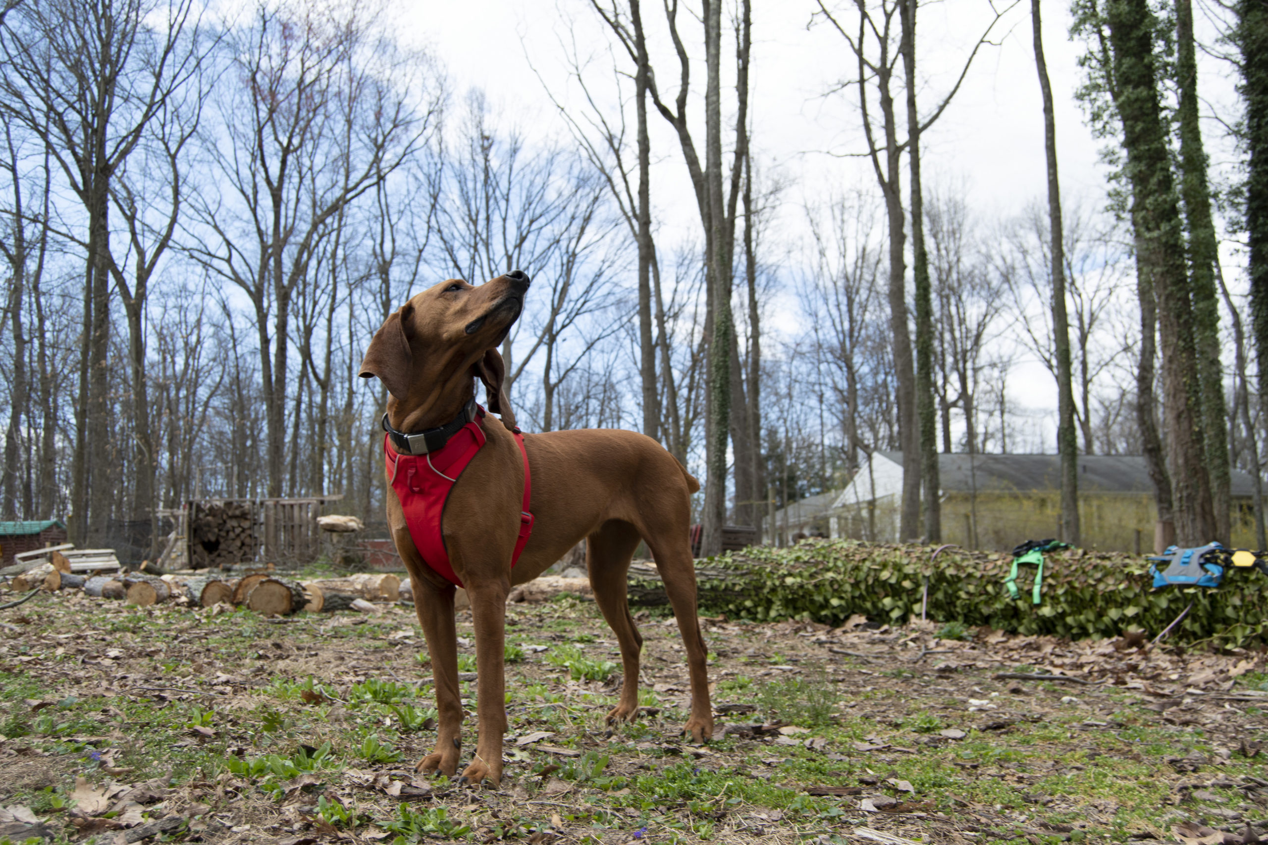 RUFFWEAR Front Range Harness