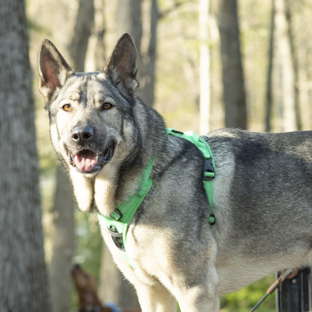 the truelove no-pull harness for dogs is popular, but not well designed review