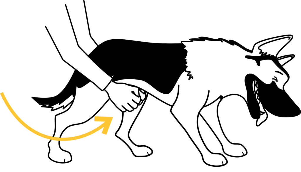 heimlich for dogs to save a dog from choking compress the stomach