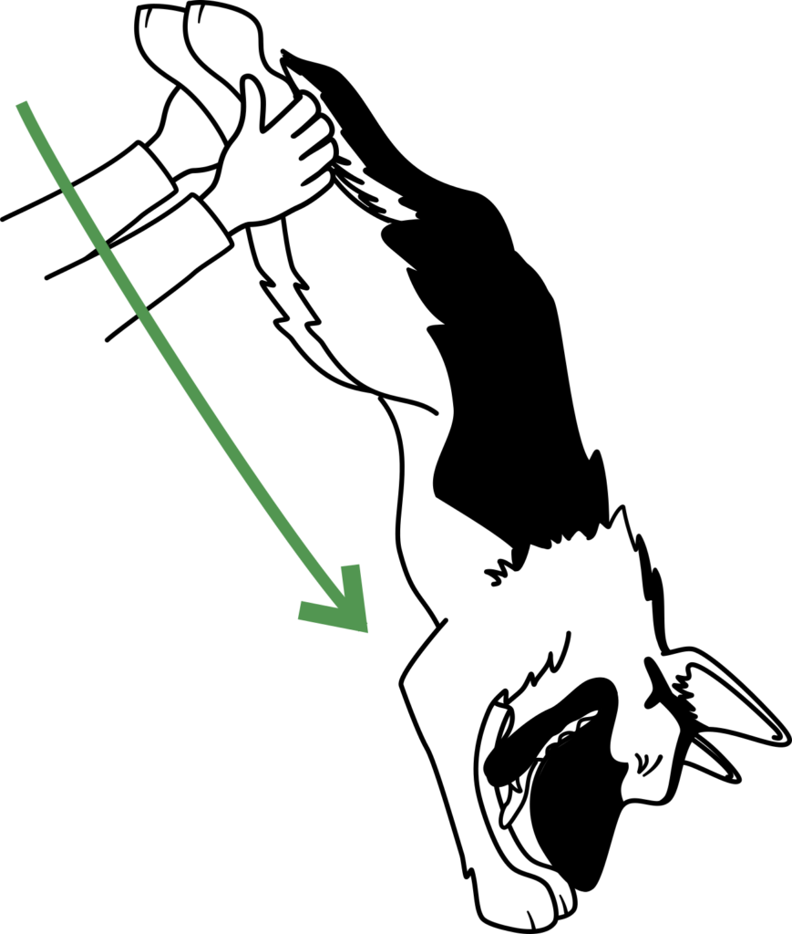 lift your dogs rear legs to help stop them choking