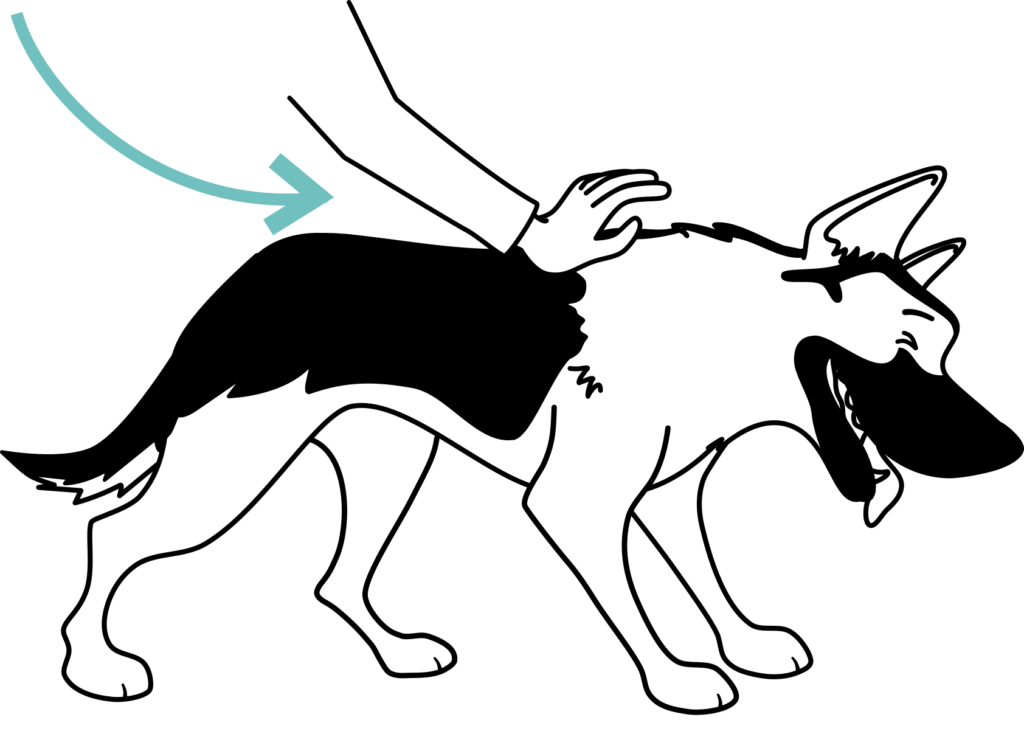 dog choking strike between the shoulders