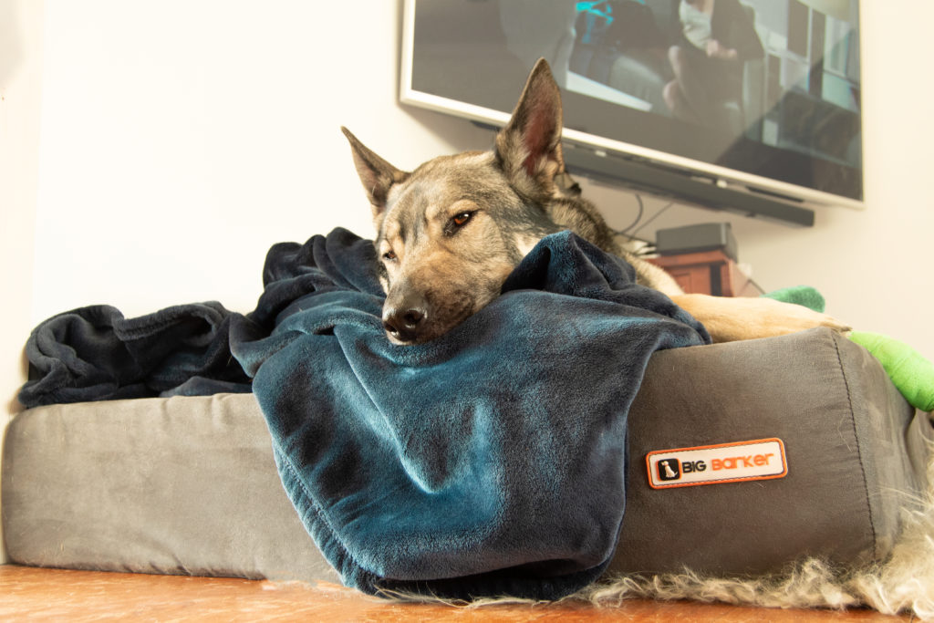 indie the german shepherd cross sleeping on the big barker bed with his blanket