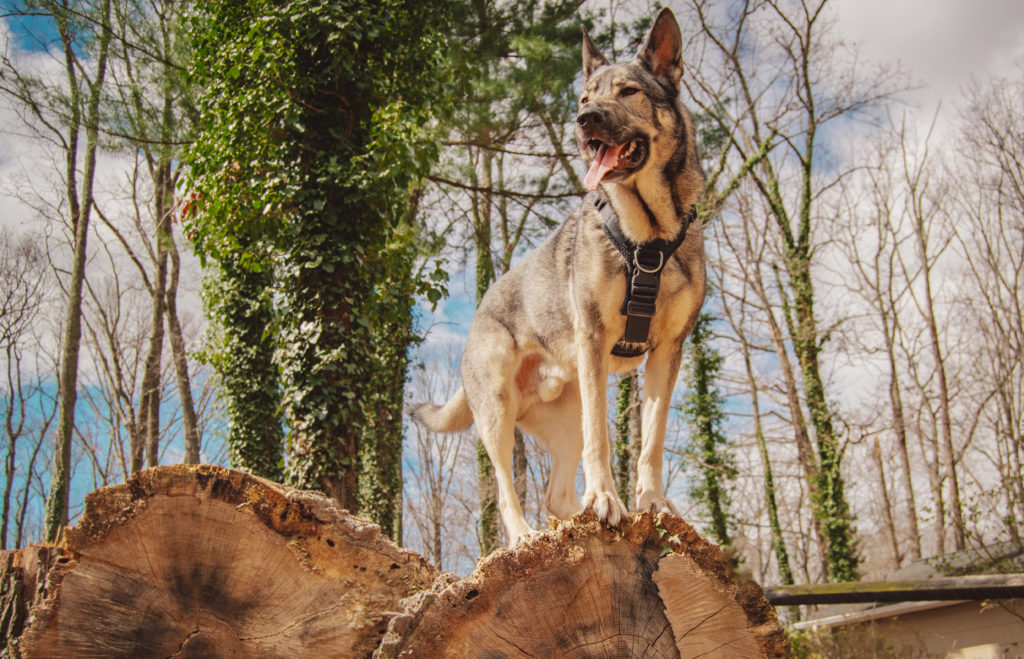 Indie the German Shepherd wearing a perfect fit harness