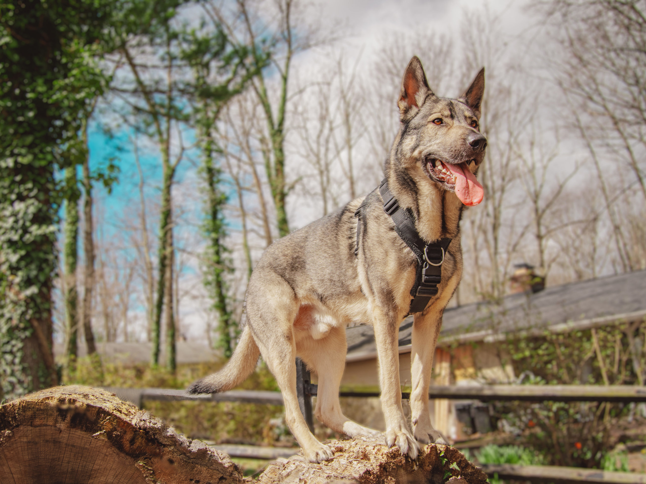Indie in the Perfect Fit harness
