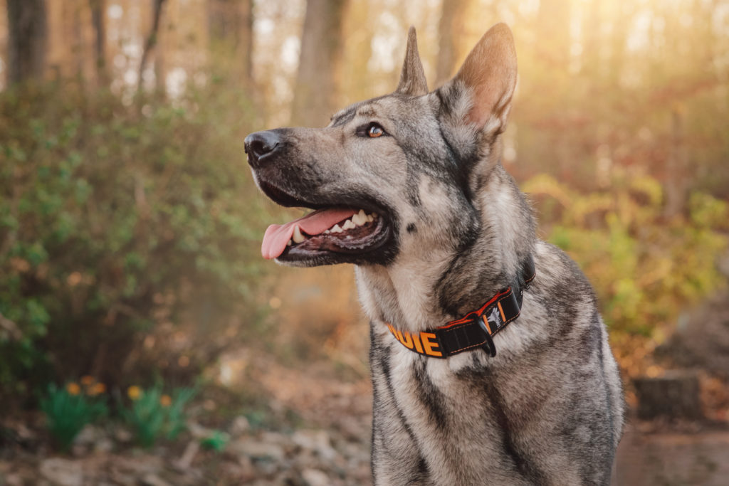 indie in the landshark sport 1.5 inch collar