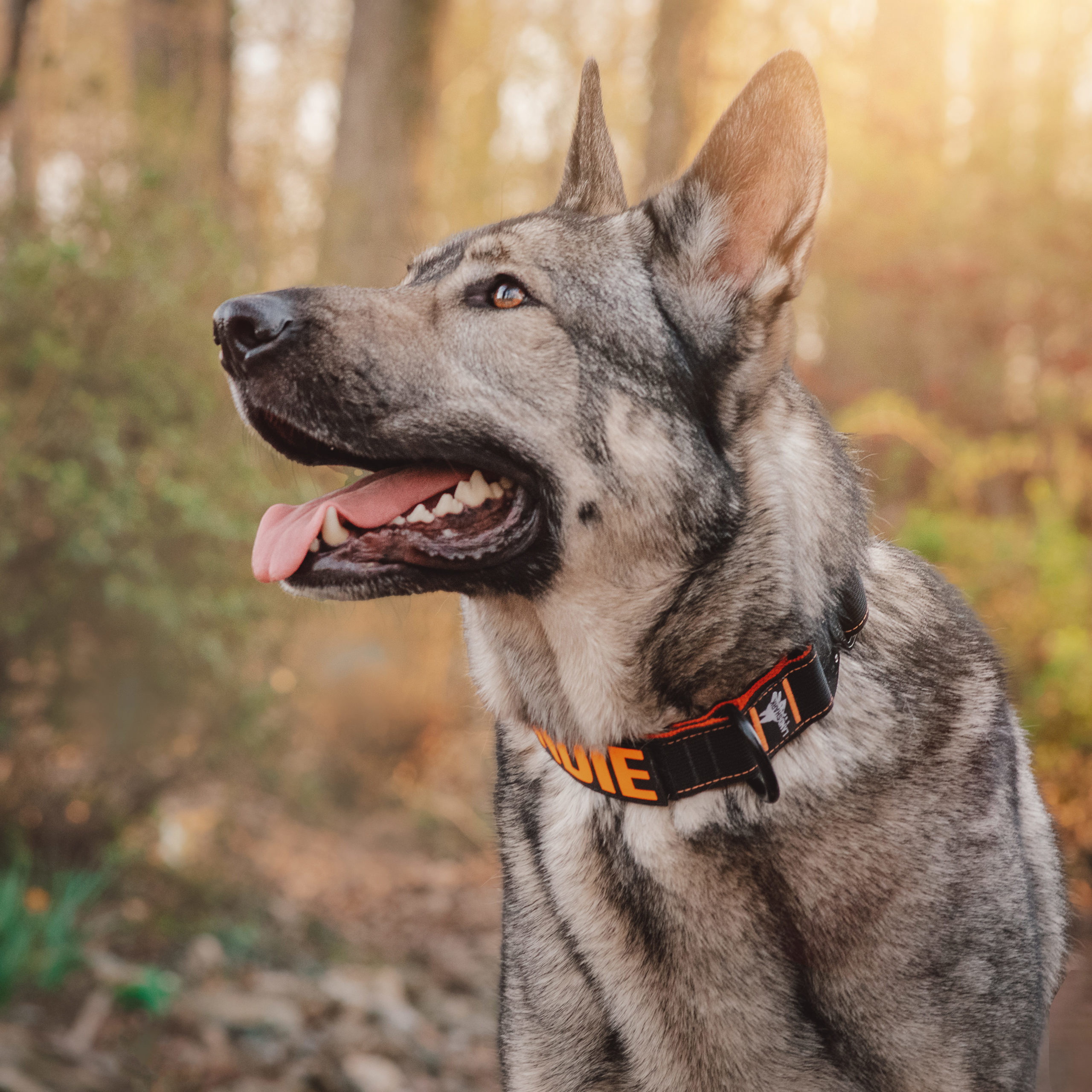 Indie the German Shepherd in a Landshark Dog collar - looking much better after doing some learning with dogography 101 - as photography goes, I'm impressed to have produced something of this quality.