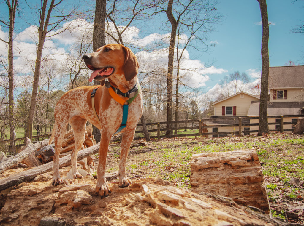 Lucy the coonhound wearing a haqihana harness