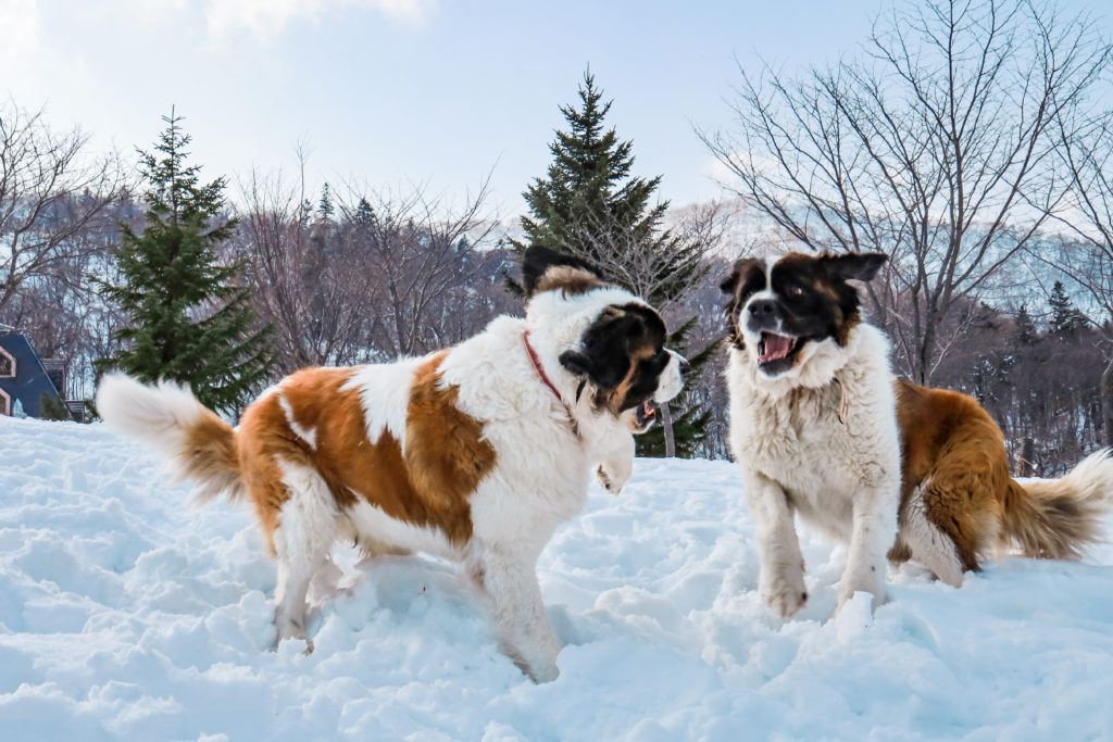 2 st bernards socialising