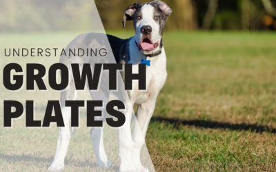 Understanding Growth Plates In Dogs: Keeping Their Bones Healthy And Happy