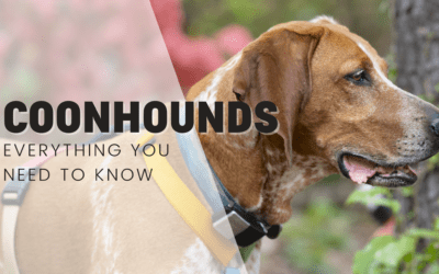 Coonhounds – Everything You Need To Know Before You Get One