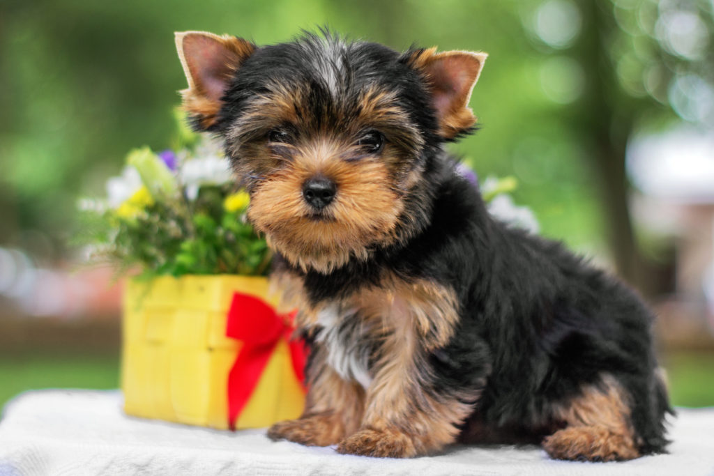 Cute yorkshire terrier