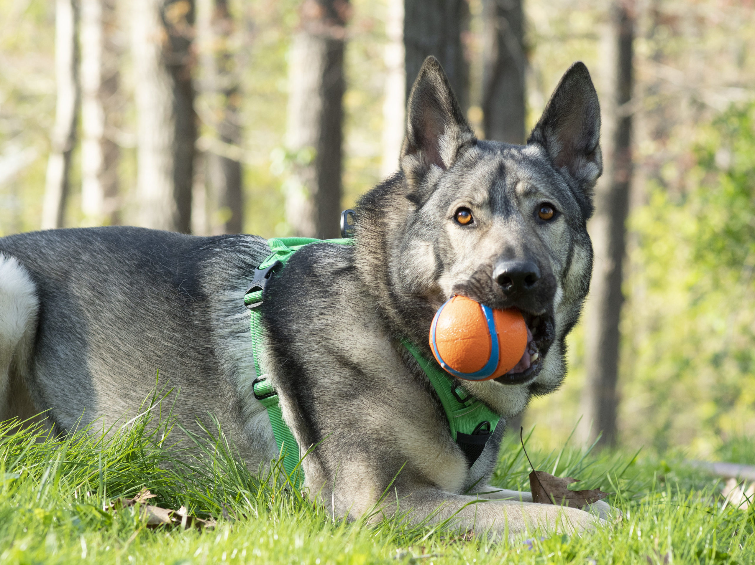 a behind the scenes picture from the truelove harness review of Indie with his chuckit ball in his mouth