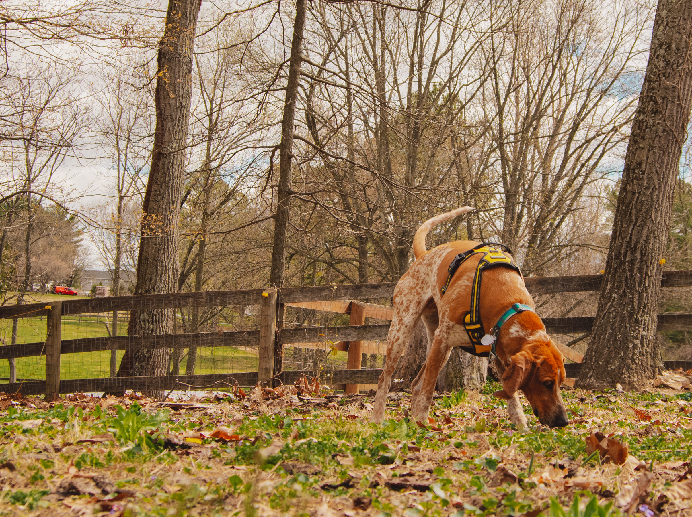 Lucy wearing the rabbitgoo harness