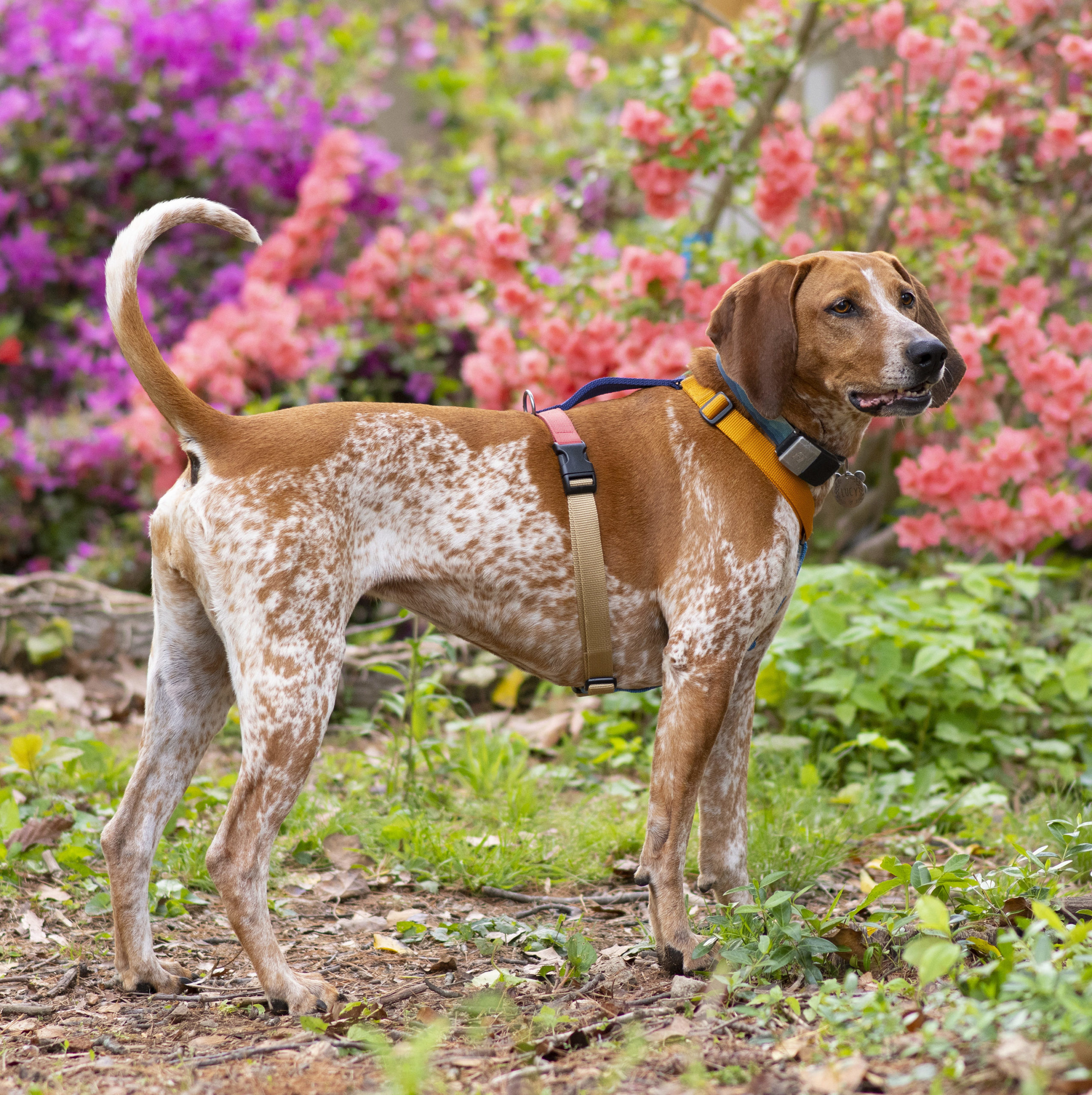 Haqihana Multicolour