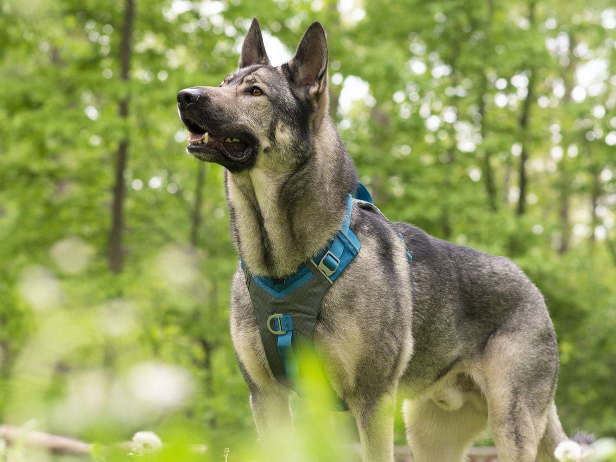 Kurgo journey air harness showing a really nice fit for Indie the german shepherd