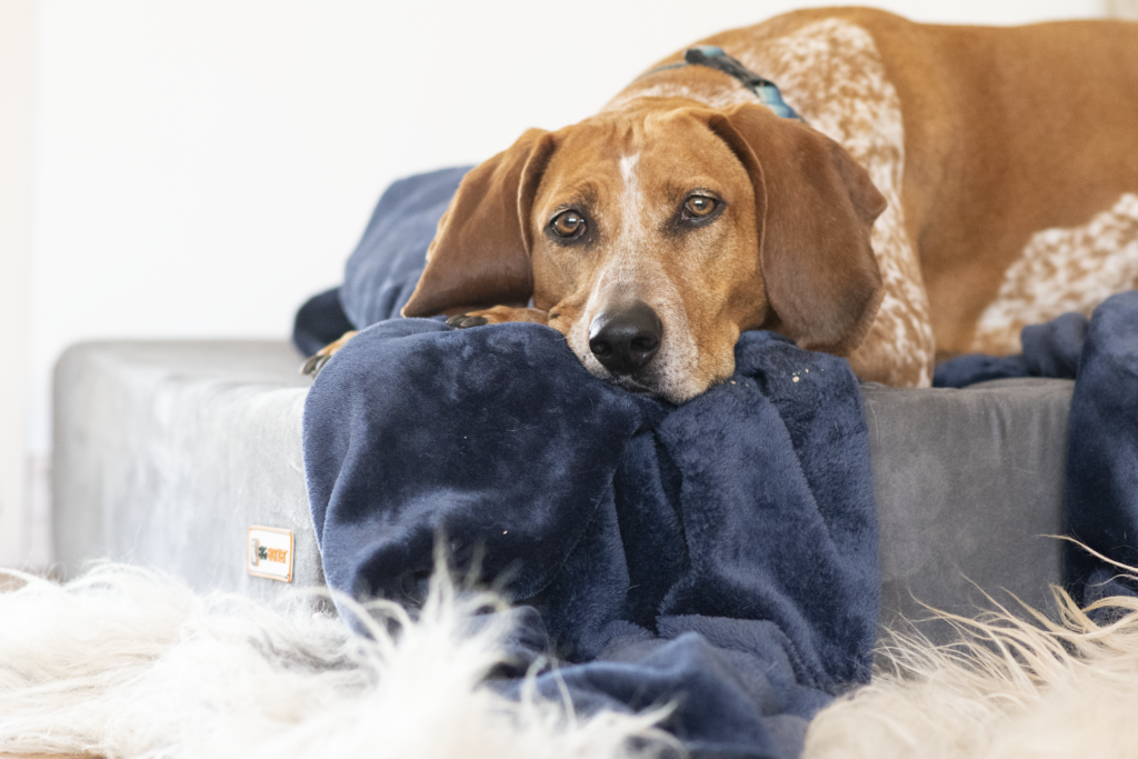 the big barker bed is specifically build for big dogs, a good bed can support a growing puppy and growth plates