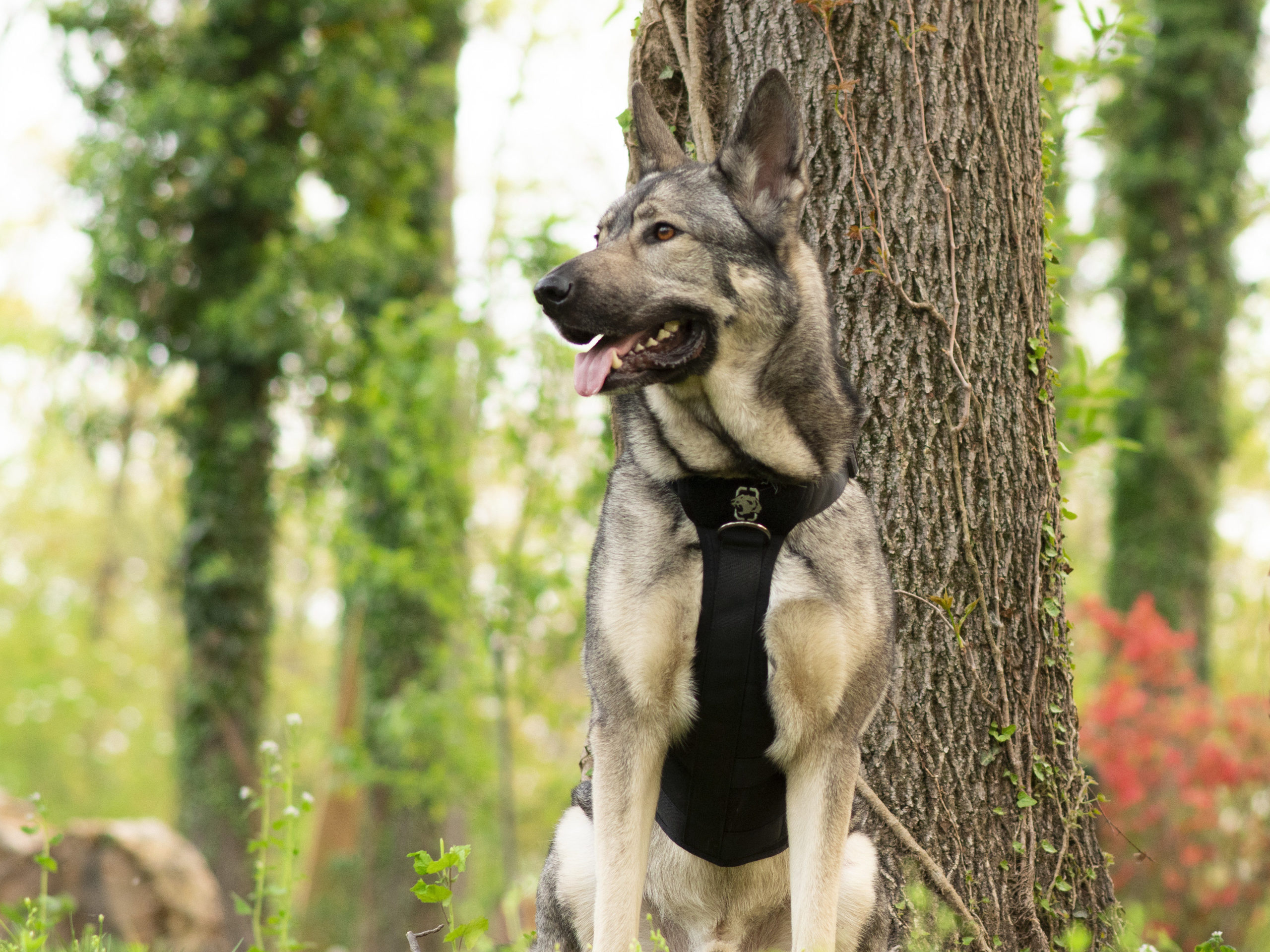 OneTigris Metall harness on Indie the german shepherd cross sat beside a tree