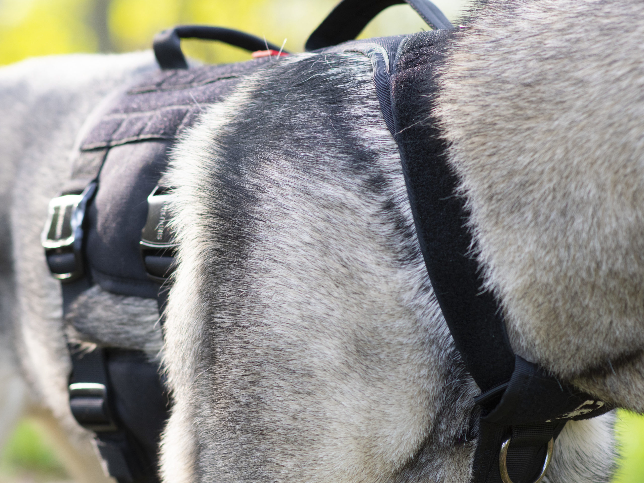 OneTigris metall harness for dogs this tactical style harness has some wonderful metal buckles on the side