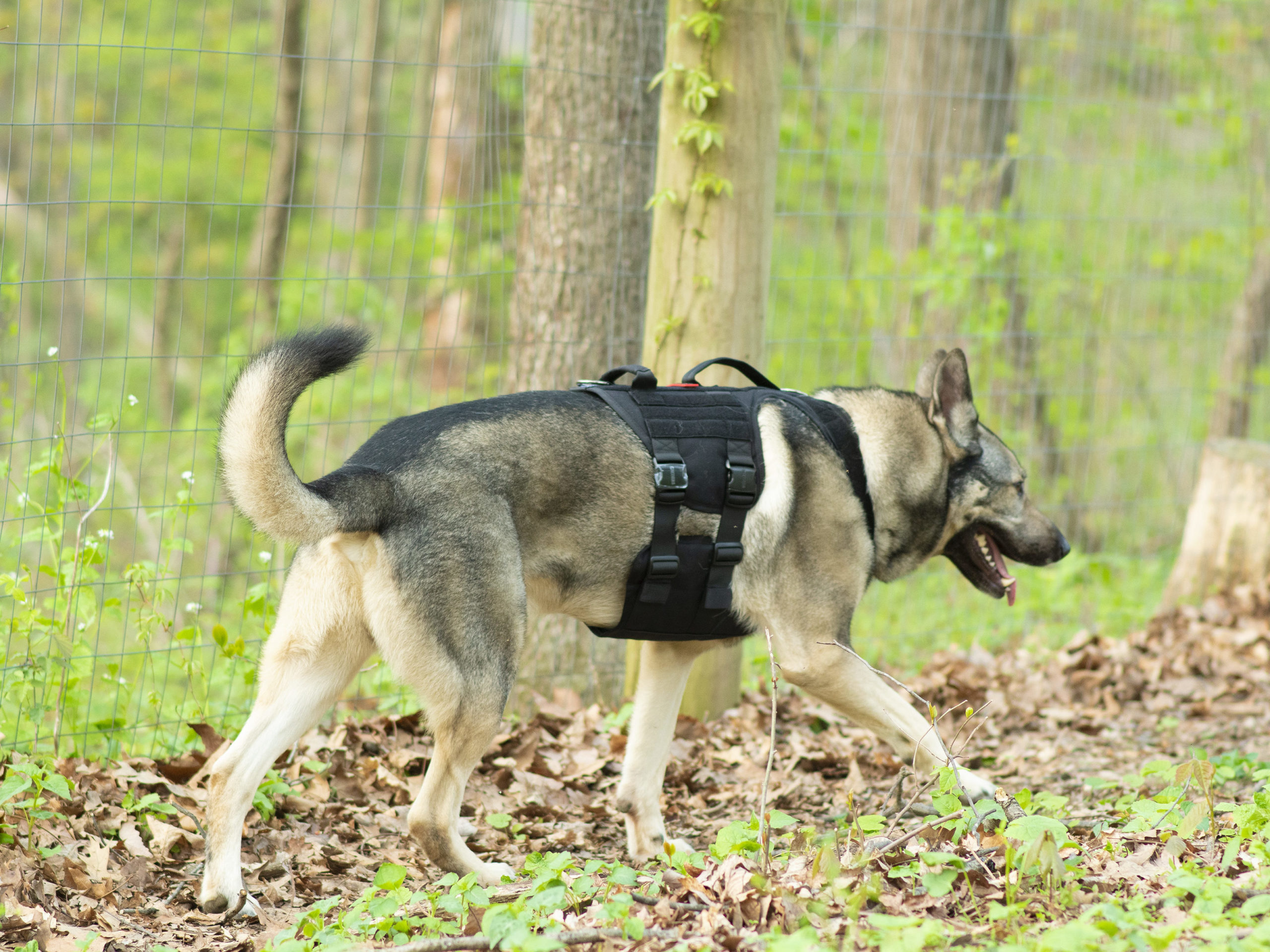One tigris metall tactical dog harness on Indie the German Shepherd cross