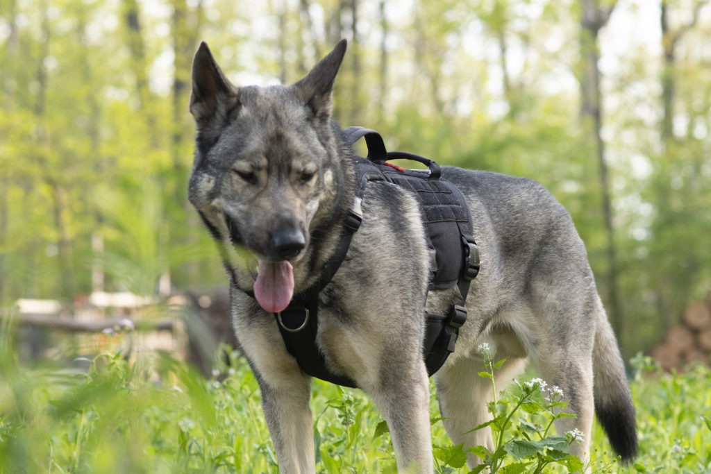 the OneTigris Metall harness k9 tactical harness
