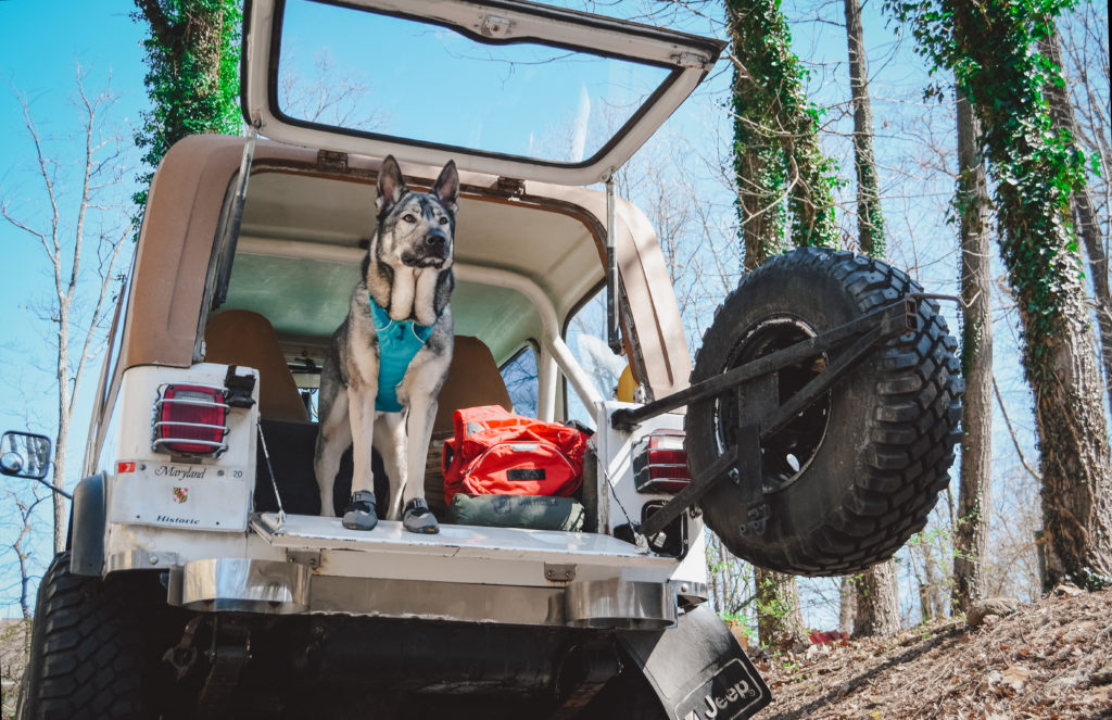 Indie the german shepherd dog in the jeep and ready to go for a hike