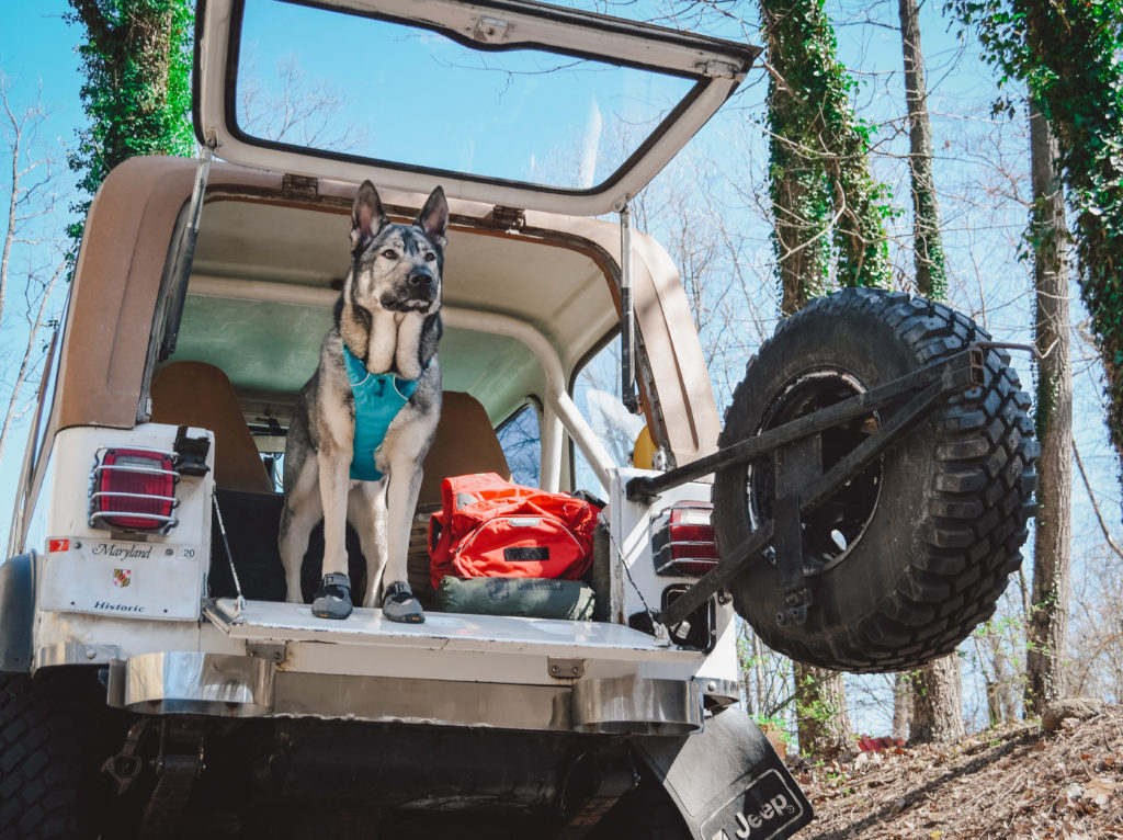 Indie in his hiking gear in the jeep ready to roll!