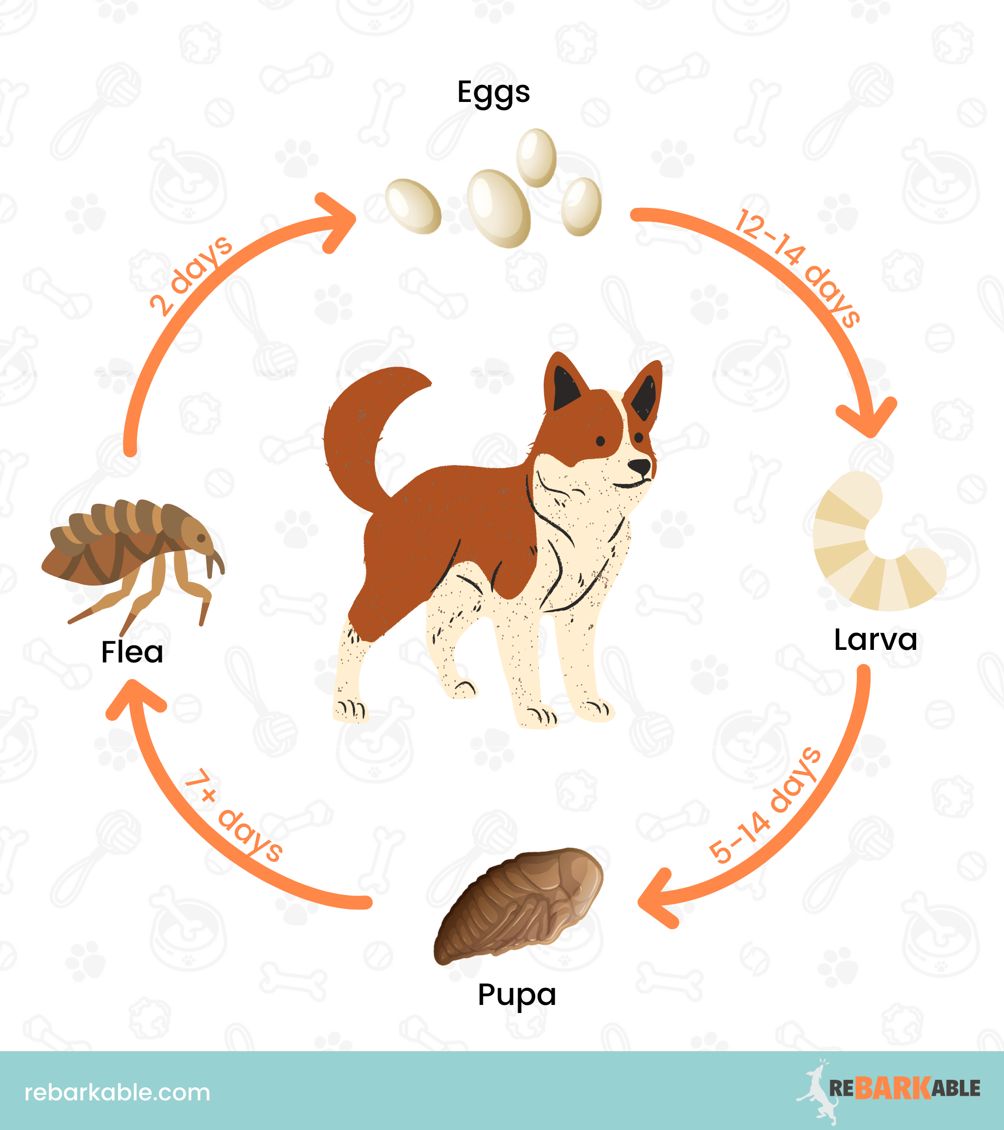 Lifecycle of a dog flea