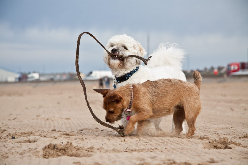 Shih Tzu socialising